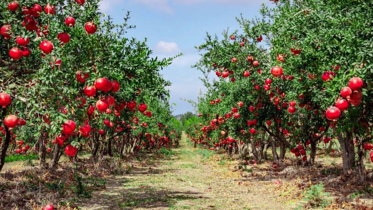 More than 500 hectares of gardens restored in Tajikistan