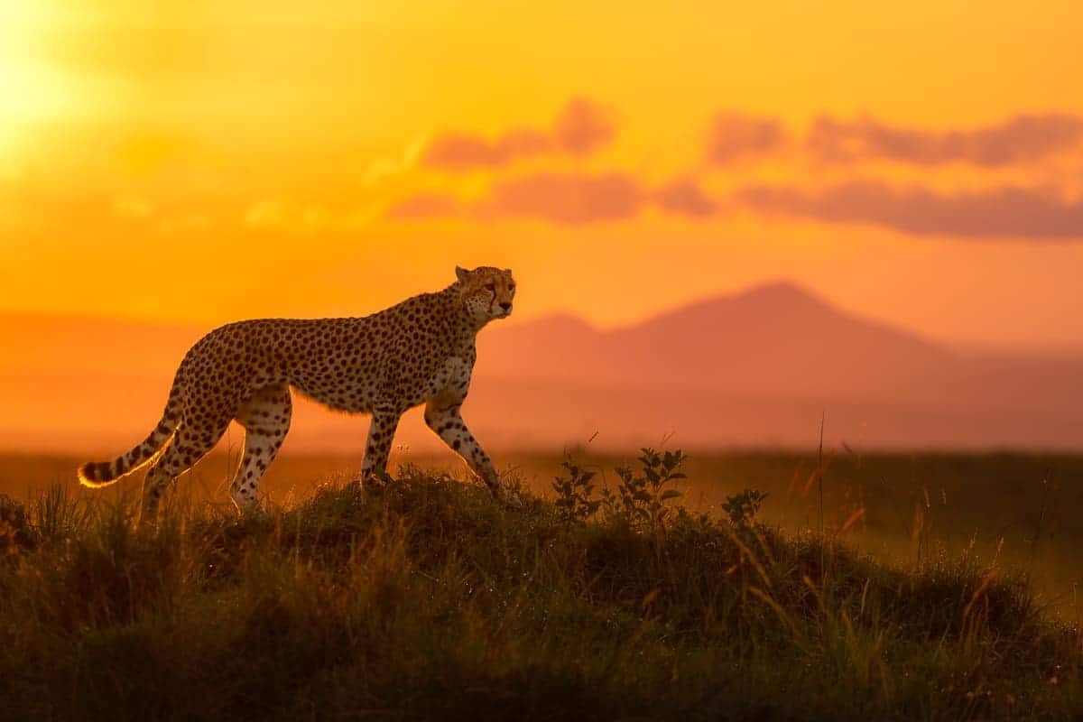 FAPA 2025 Wildlife Award Winners Announced