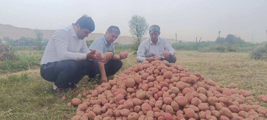 Potato harvesting has begun in Levacante: up to 350 centners are harvested per hectare