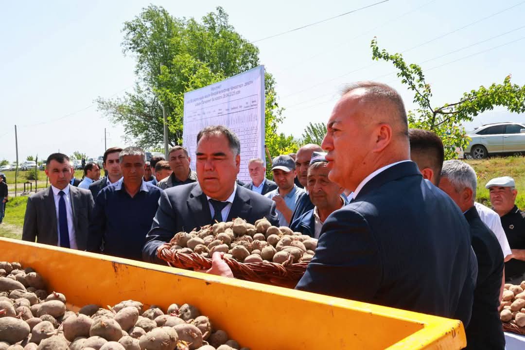 Akhmadzoda: Potato crops are being expanded in Penjikent and modern greenhouses are being built