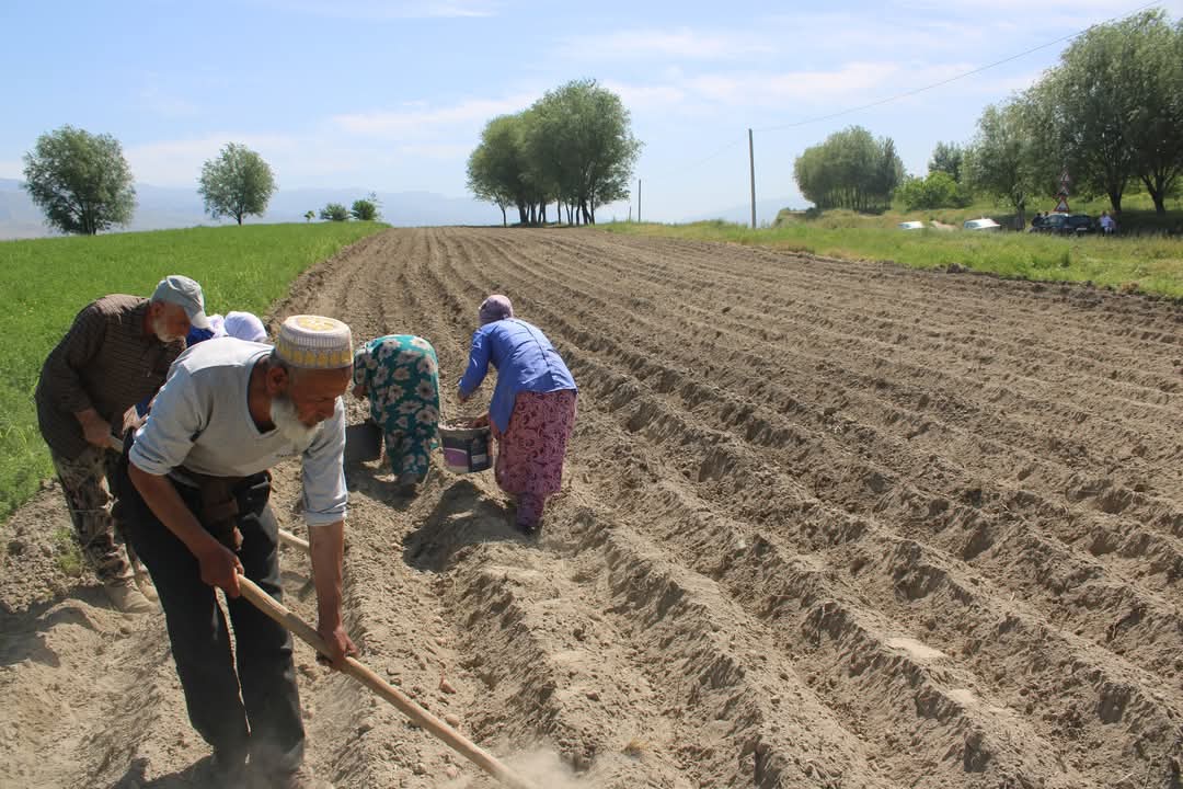 In Penjikent, it is planned to sow 280 hectares of potatoes in the spring of 2025