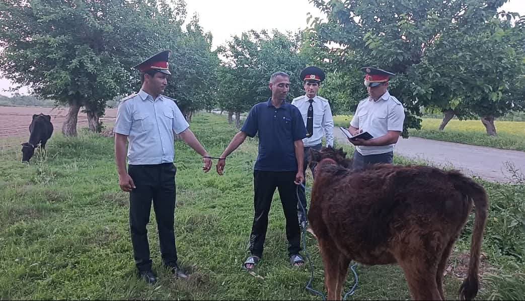 Suspects in series of cattle thefts detained in J. Balkhi district