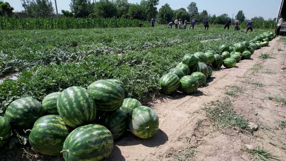 Watermelon harvesting has begun in the Dusti area