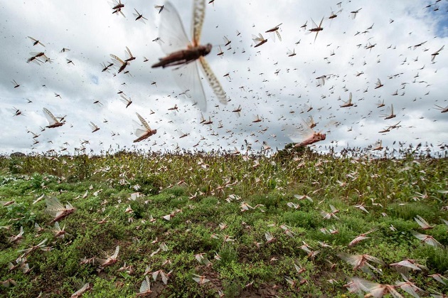 Kazakh farmers ask to stop locust invasion