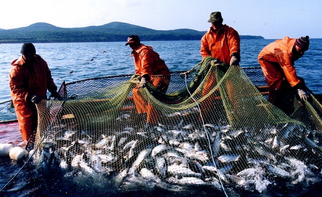 The volume of fish farming production in Tajikistan increased by 22.2%