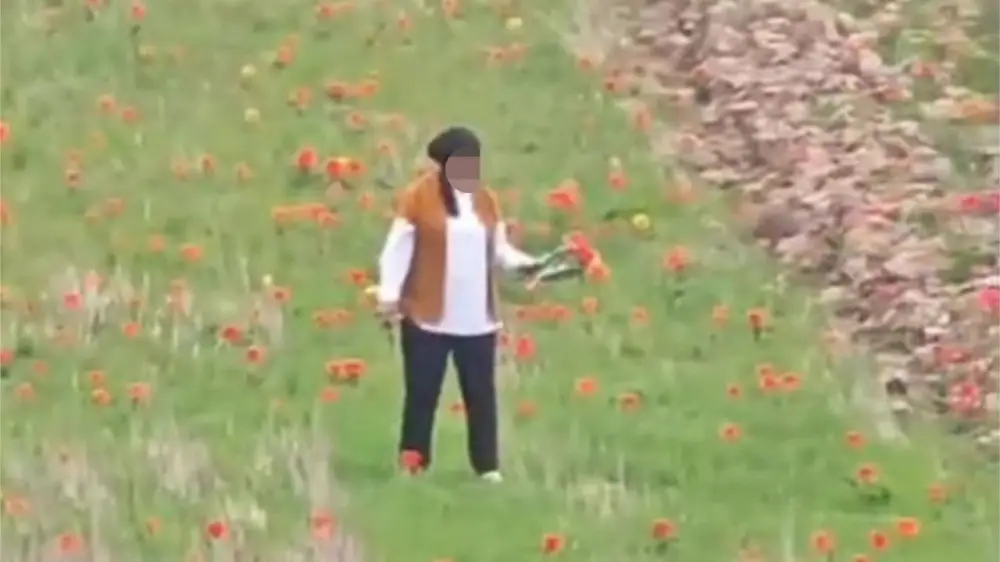 A Bouquet That Can Ruin You: A Case Has Been Brought Up Against a Kazakh Woman Who Picked Tulips