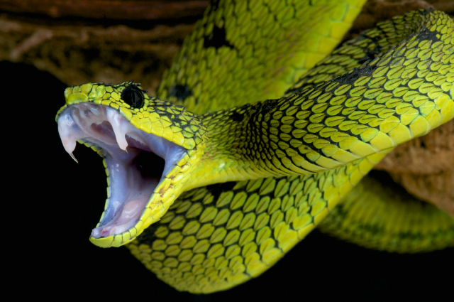 American Injected Himself With Snake Venom For 18 Years. Scientists Made Universal Antidote From His Blood