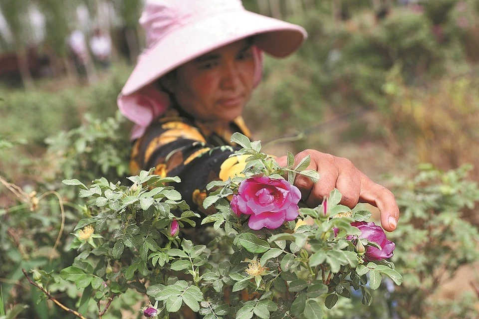 Roses bloom in the Taklamakan Desert