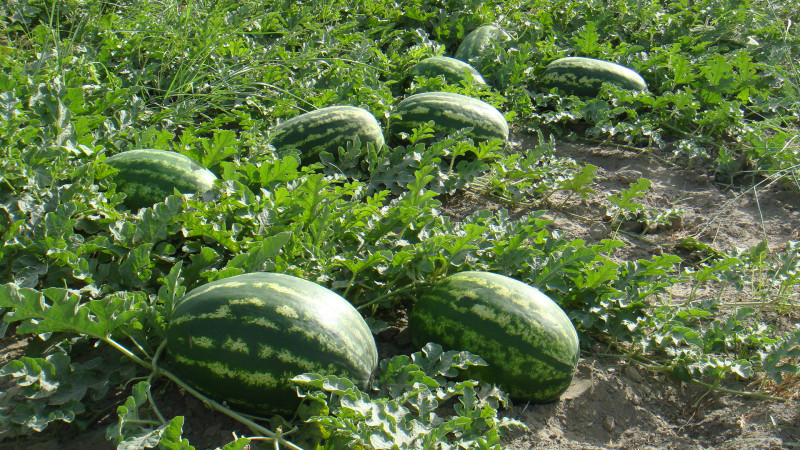 A rich harvest of watermelons was collected in the Hamadoni district of Khatlon region