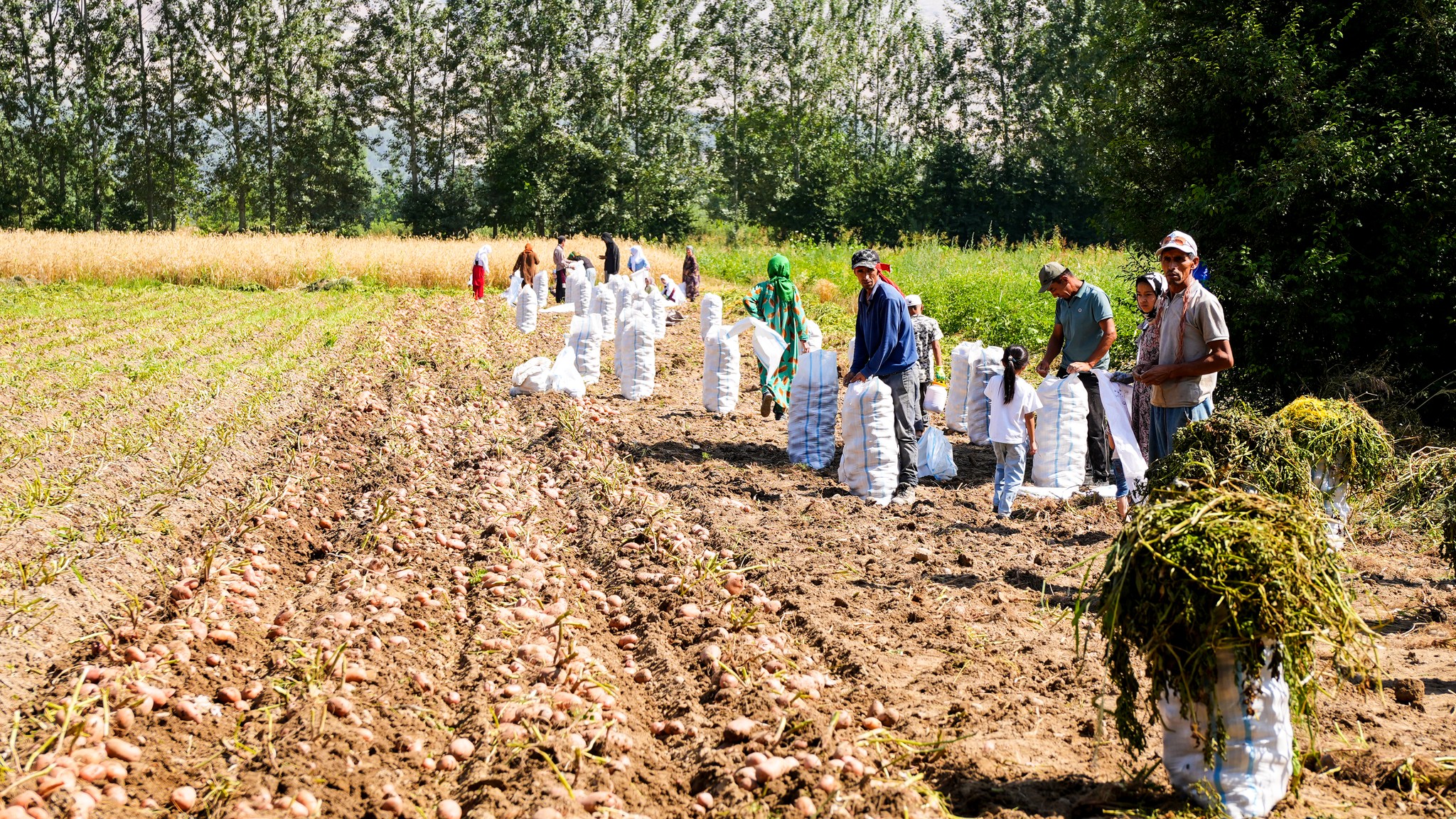 Early potato harvest with high yield continues in Penjikent