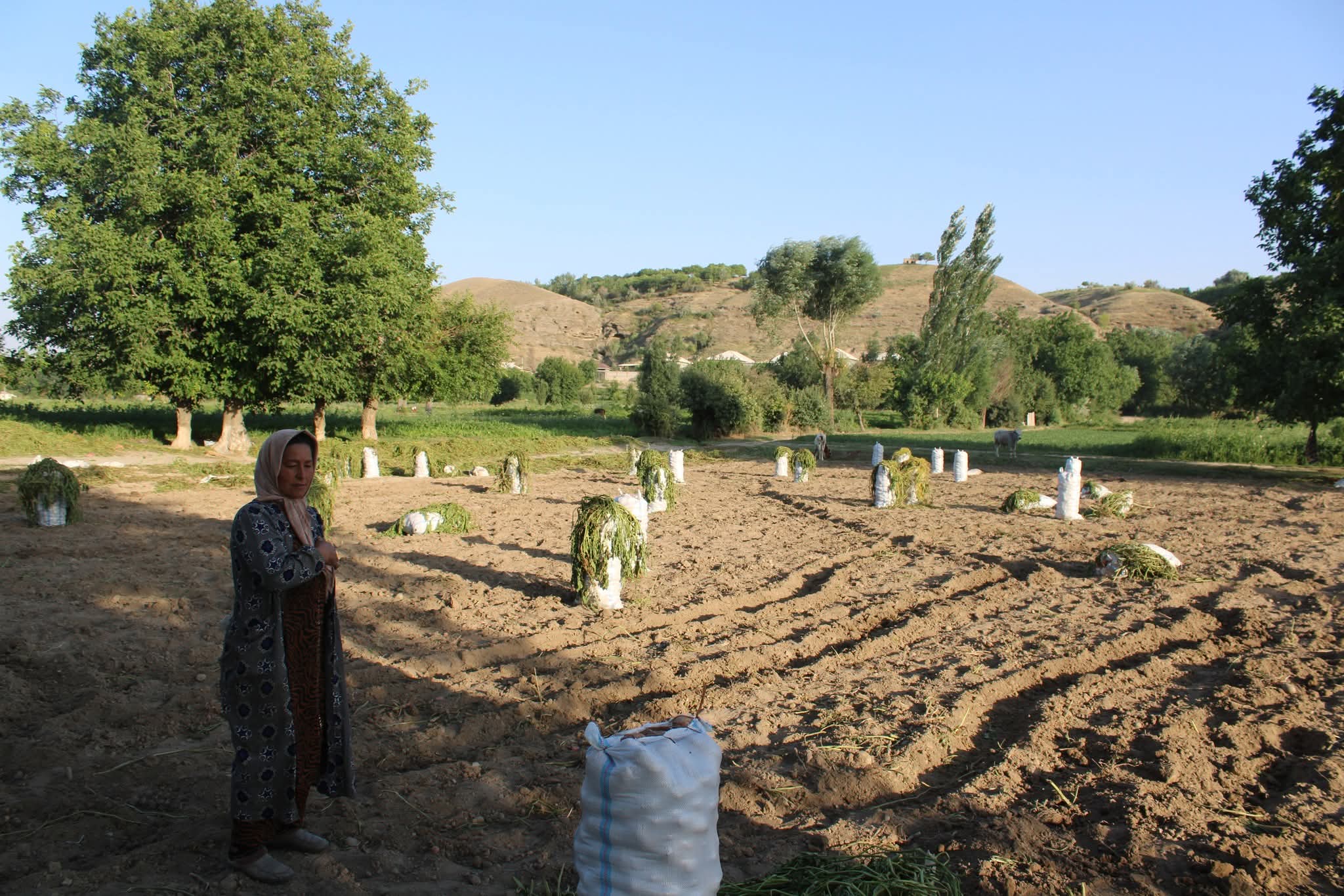 4.5 tons of potatoes from 13 acres: potato harvest continues in Penjikent
