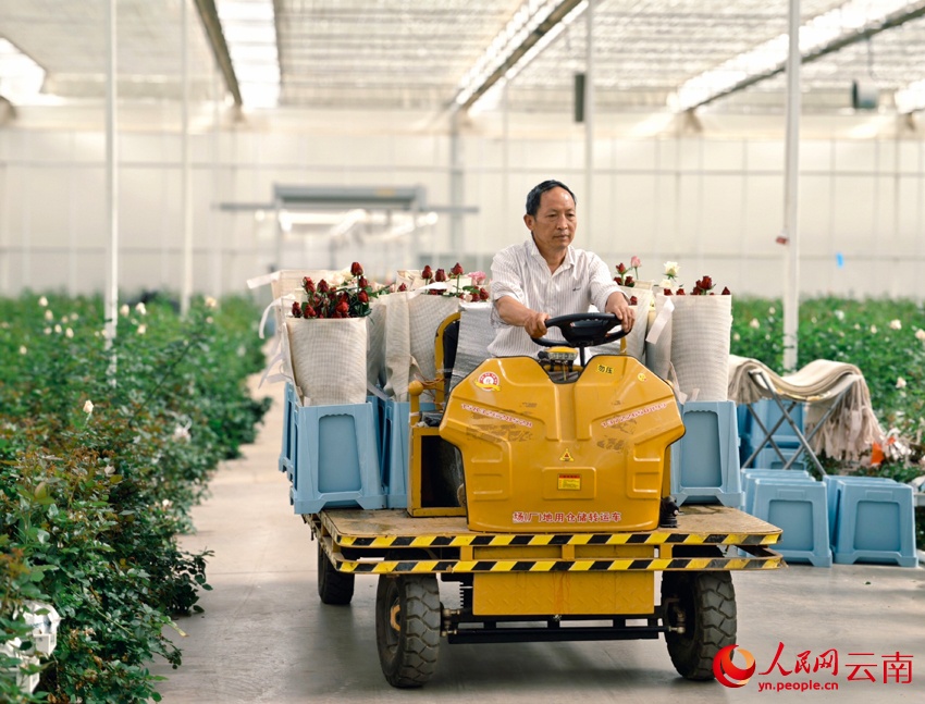 Chinese city Lijiang develops 'flower economy'