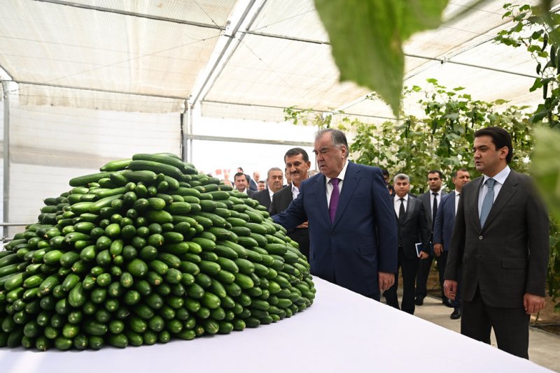 Emomali Rahmon visited a modern greenhouse of the Donakhoi Umed trade cooperative in Dushanbe