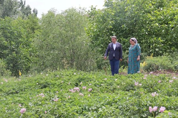 Deputy Prime Minister of Tajikistan got acquainted with agricultural work in Rasht district