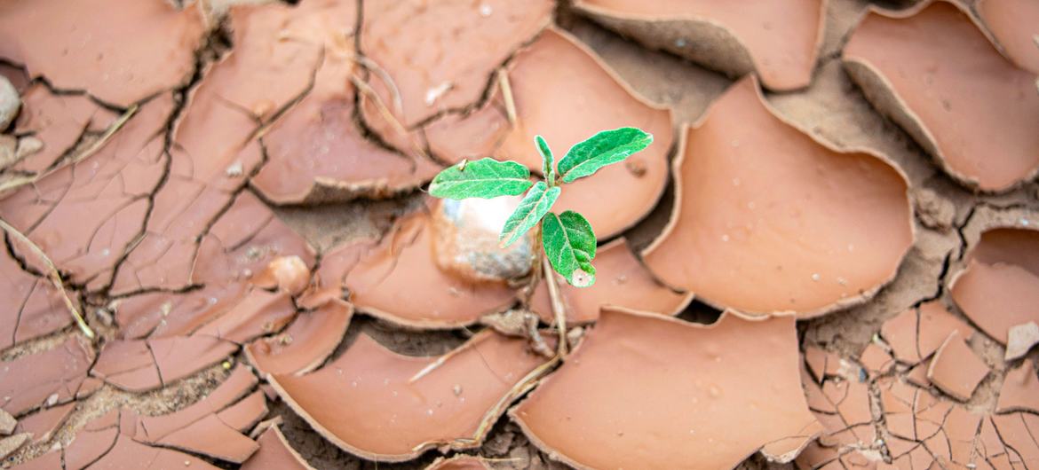 UN: Land degradation costs global economy $880 billion annually