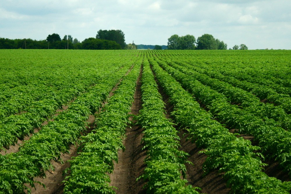 Tajik farmers received 400 tons of seeds of various potato varieties