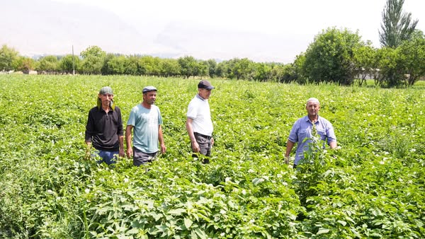 Early potato harvesting has begun in Penjikent