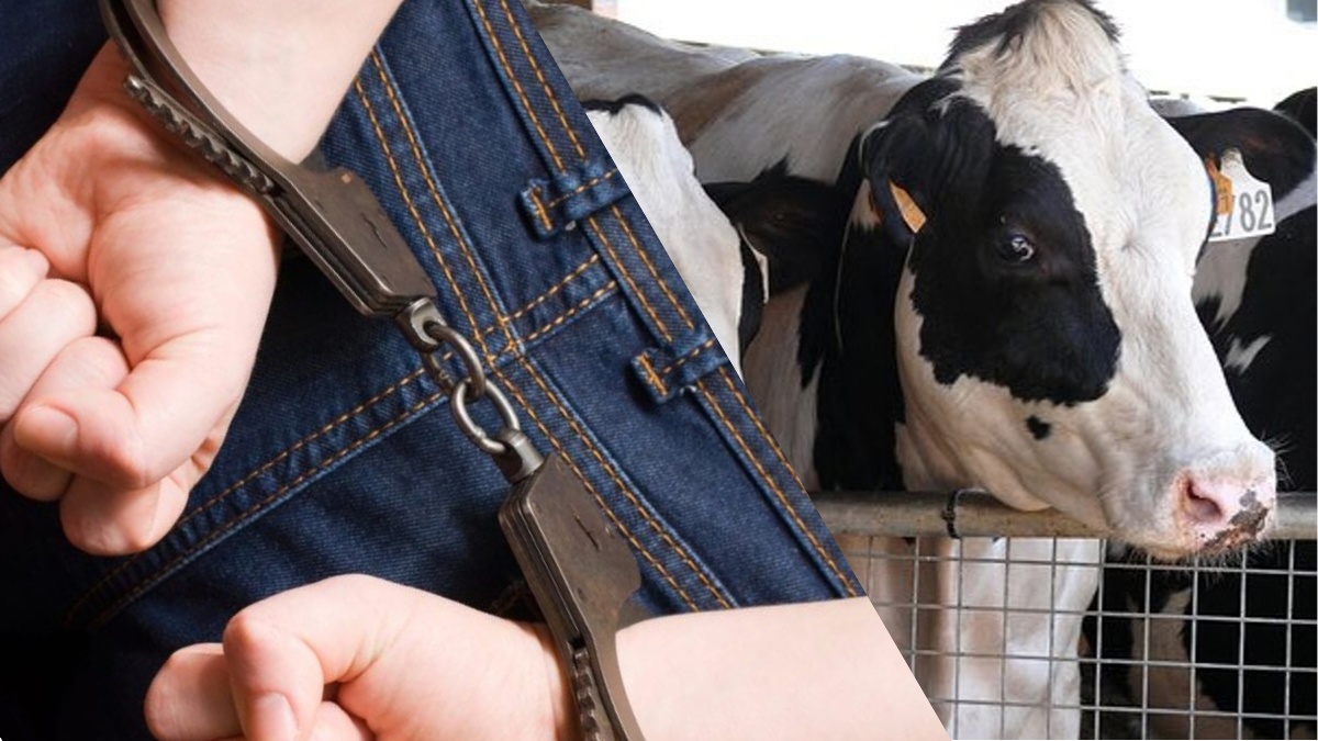 Cattle theft suspect detained in Dangara district