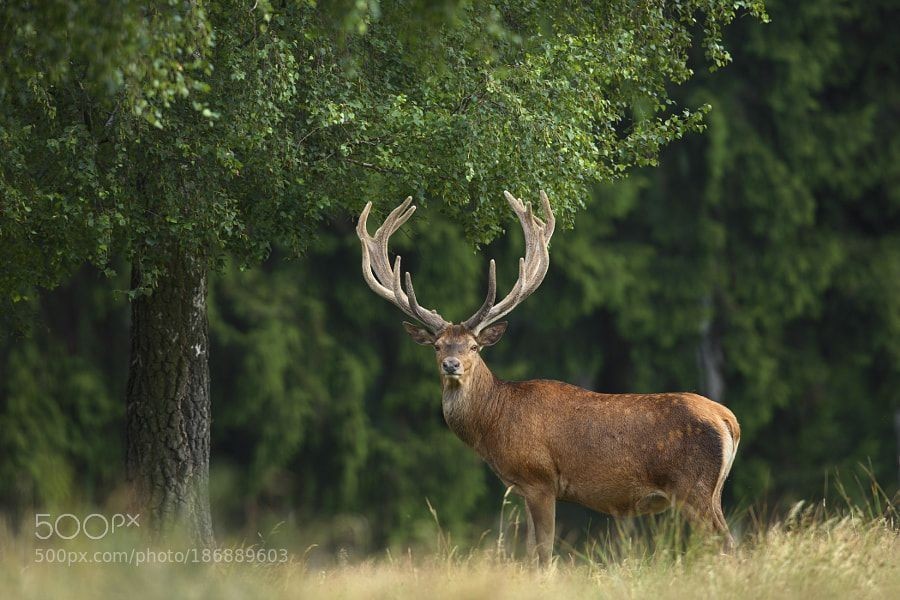 Central Asia Unites to Protect Rare Mammals from Climate Threats