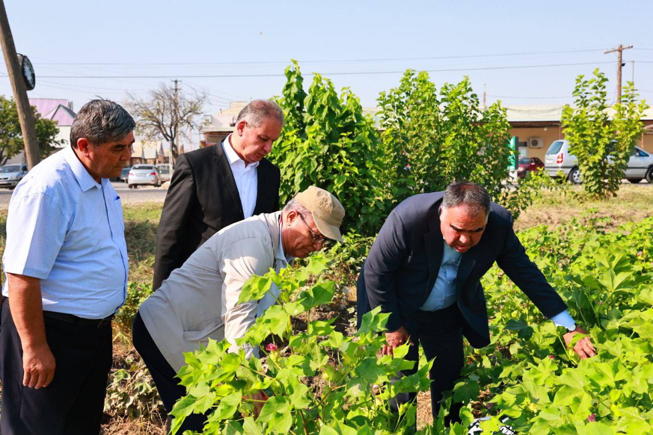 Cotton growth rates and re-sowing progress checked in Kanibadam