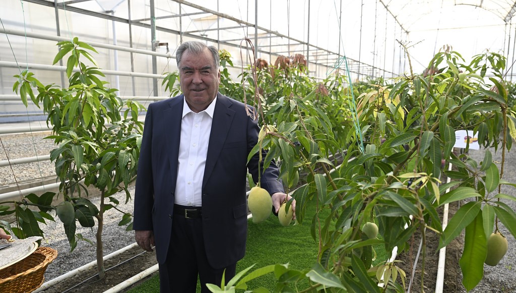 Emomali Rahmon got acquainted with the development of the agro-industrial complex in the village of Panjob