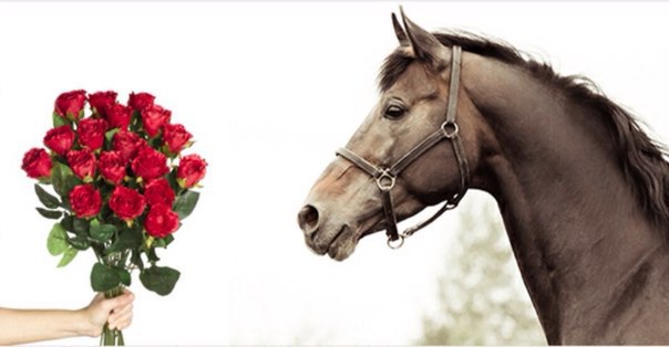 World Horse Day: Pets Deserve Respect