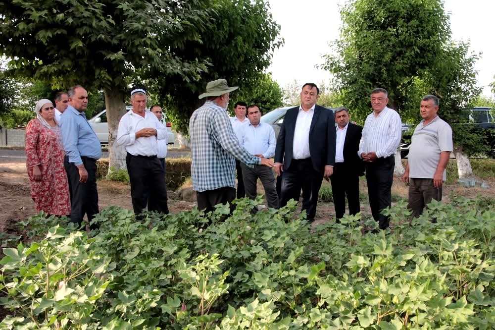 Chairman of Gissar held a visiting meeting with farmers in cotton fields