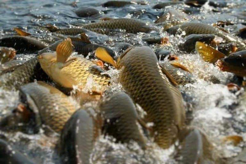 Almost 2 thousand tons of fish were grown in Tajikistan in six months