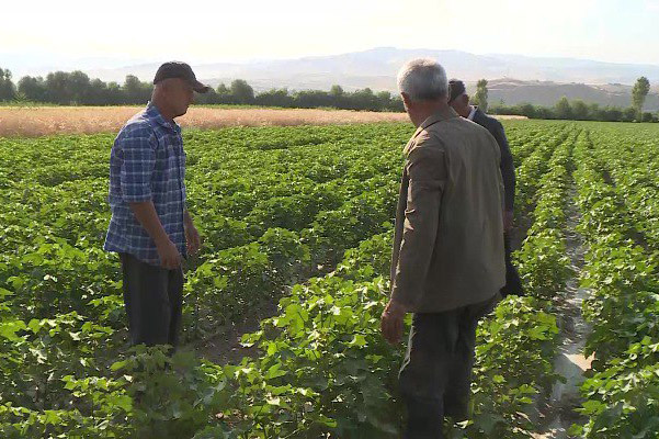 Cotton planted under film cover for the first time in Kulyab