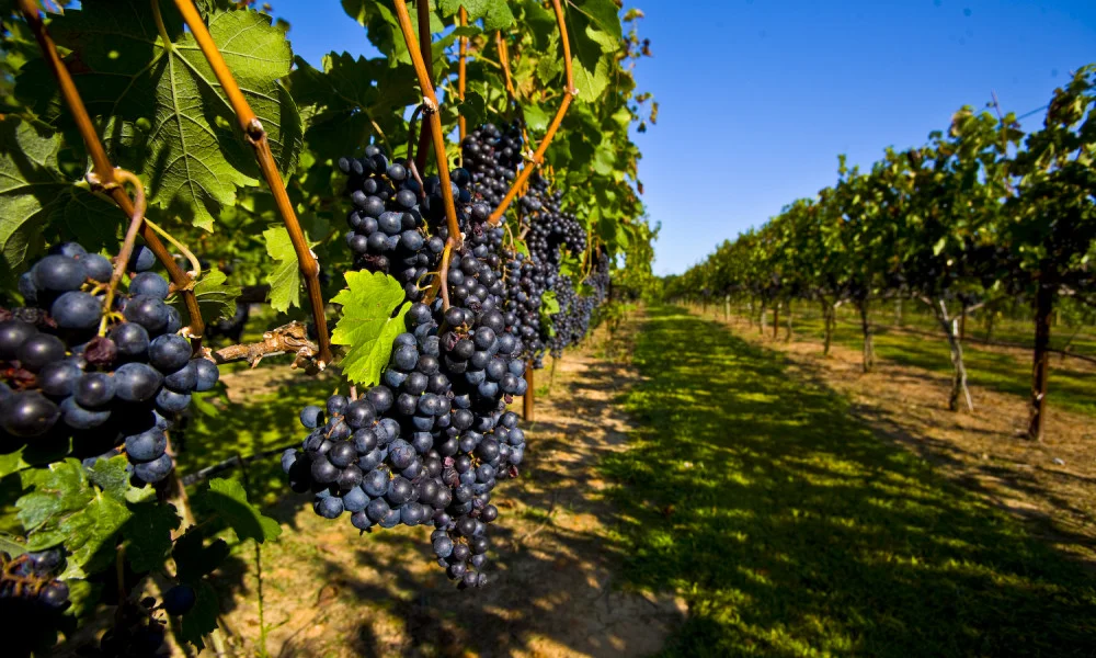 In Istaravshan, more than 3.6 thousand hectares of vineyards of 20 varieties are irrigated