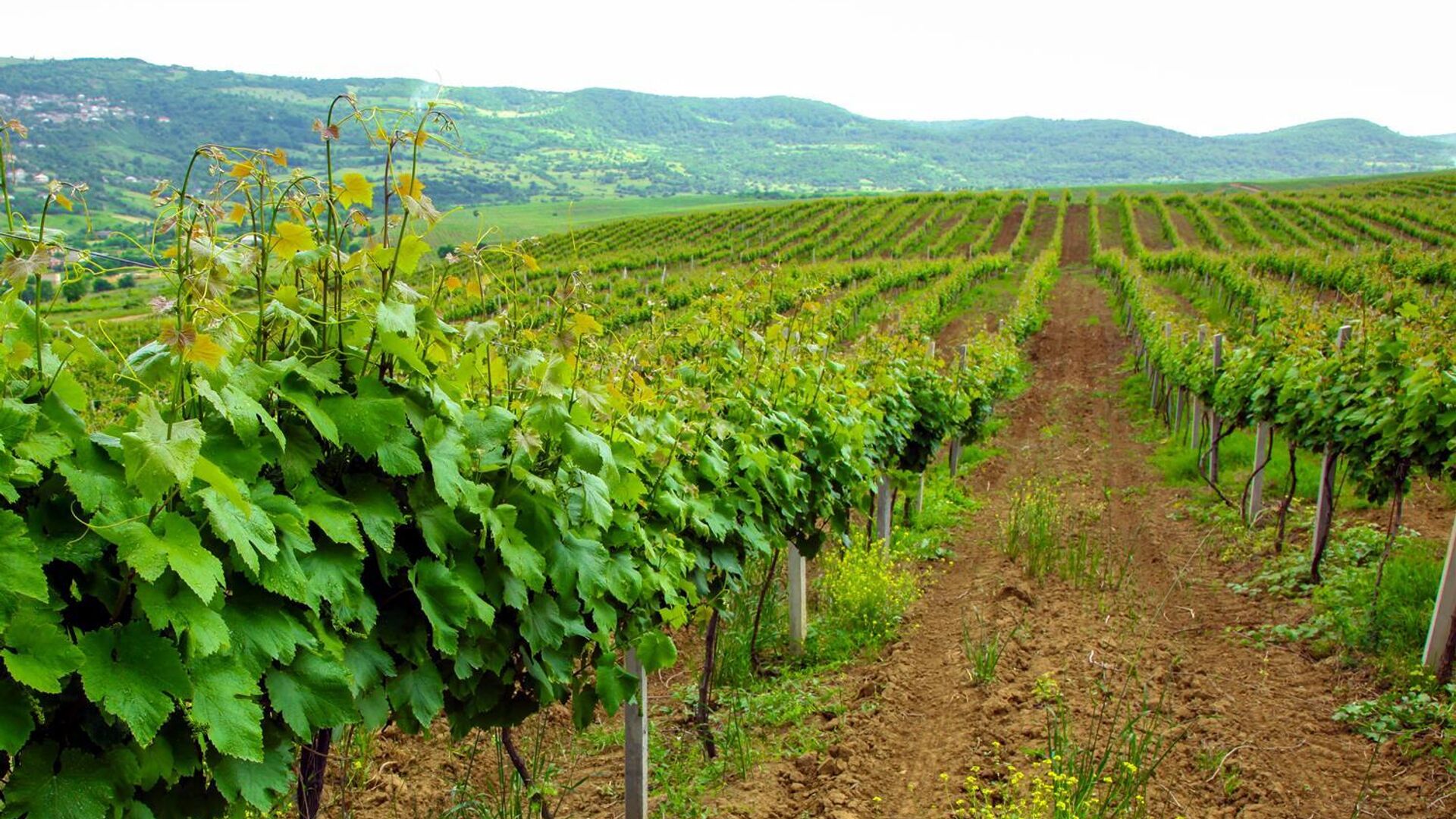 In Tajikistan, about 600 hectares of orchards and vineyards were planted in six months.