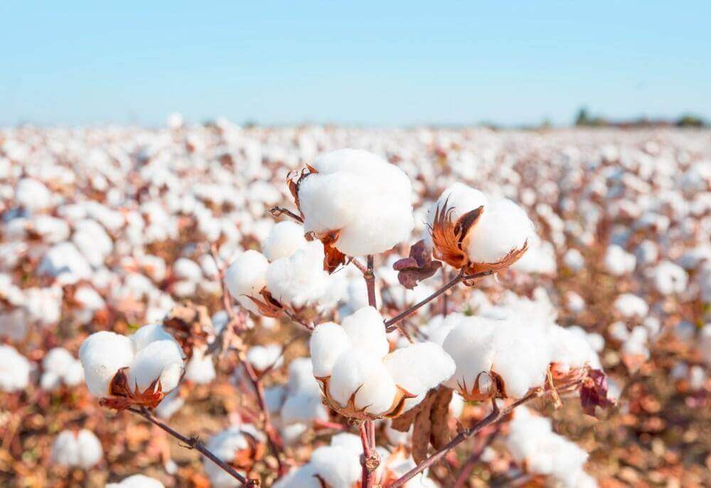 In Tajikistan, over 21,000 hectares of cotton have been sown under film.