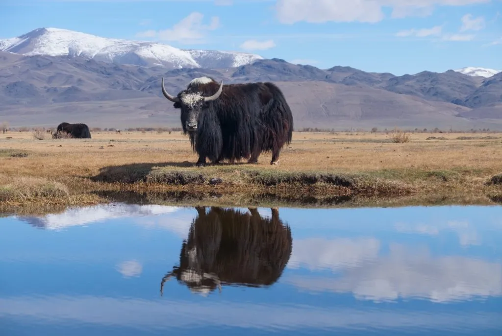 Tajikistan and China will expand cooperation in the agricultural sector: yaks will be imported and an innovation center will be established.