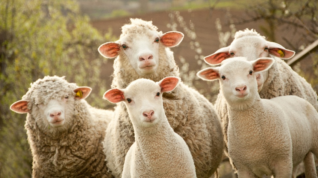 Several cases of theft with major losses have been solved in Tajikistan.