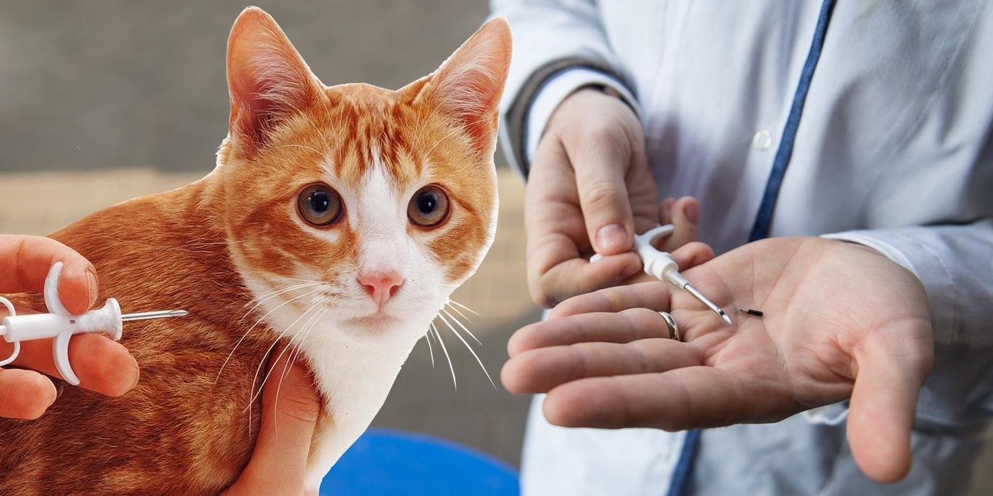 Uzbekistan now requires pets to be registered and microchipped.
