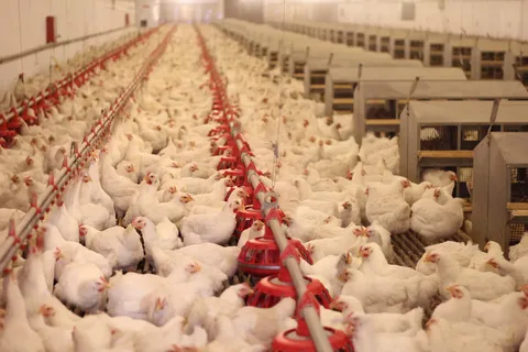 Tajikistan produced over 19,000 tons of chicken meat in the first half of the year.