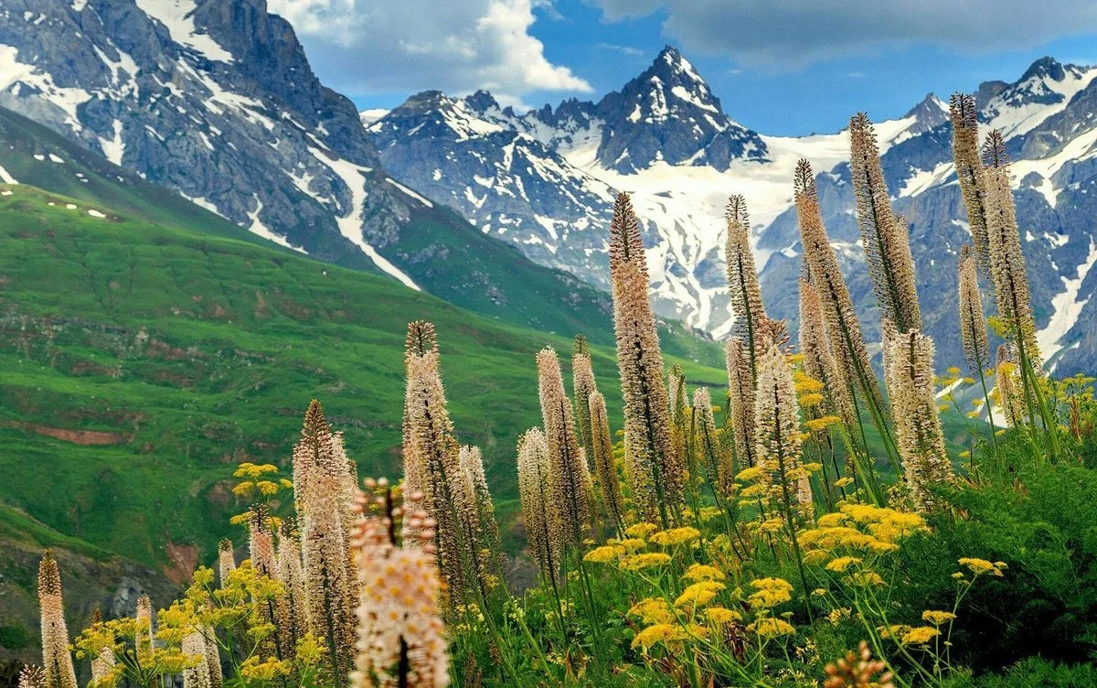 Traditional healing in Tajikistan preserves biodiversity and cultural heritage