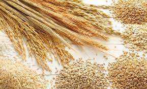 11 thousand tons of grain were produced in the Shakhrinav district