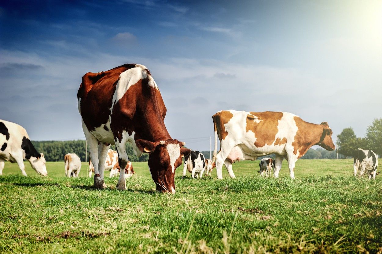The agricultural sector grew by almost 10%, driven by livestock and crop production.