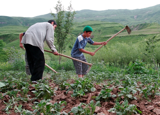 More than 199,000 dehkan farms are registered in Tajikistan.