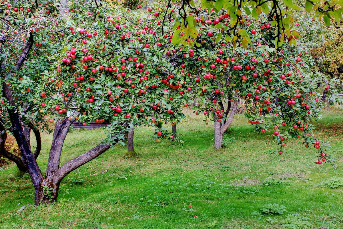 In Tajikistan, nearly 600 hectares of orchards and vineyards have been planted in six months.
