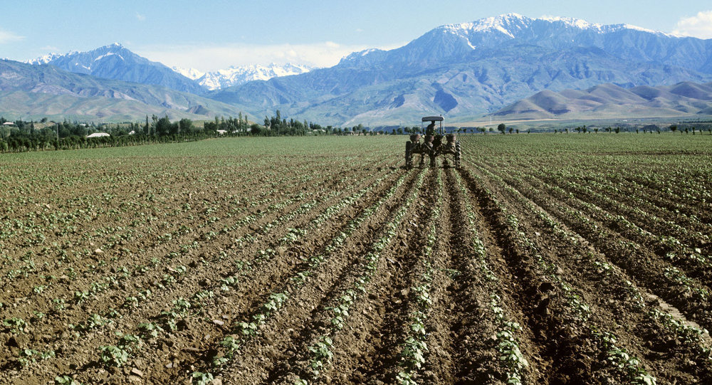 Sowing work was carried out on 262.8 thousand hectares in the Sughd region