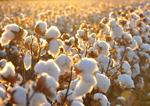 More than 10,000 hectares of cotton have been sown in the Kushoniyonsky district.