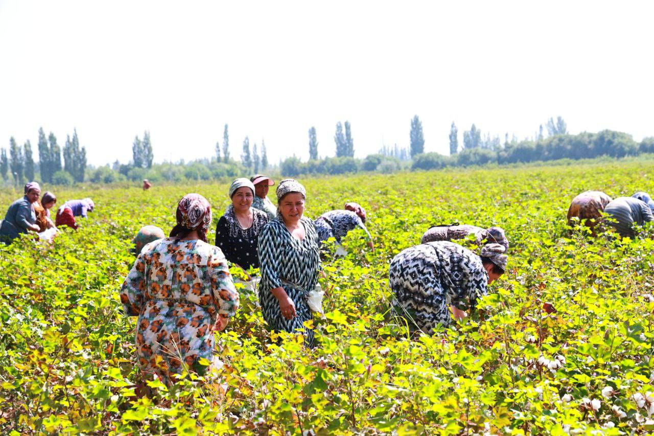 Cotton harvesting has begun in the Asht district, with a target of 14.2 thousand tons.