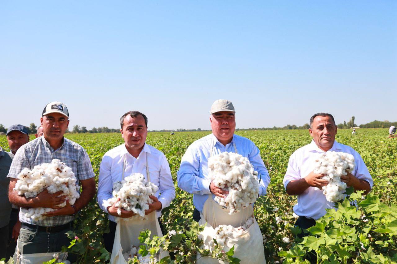 Cotton harvesting continues in the Matcha district of the Sughd region.