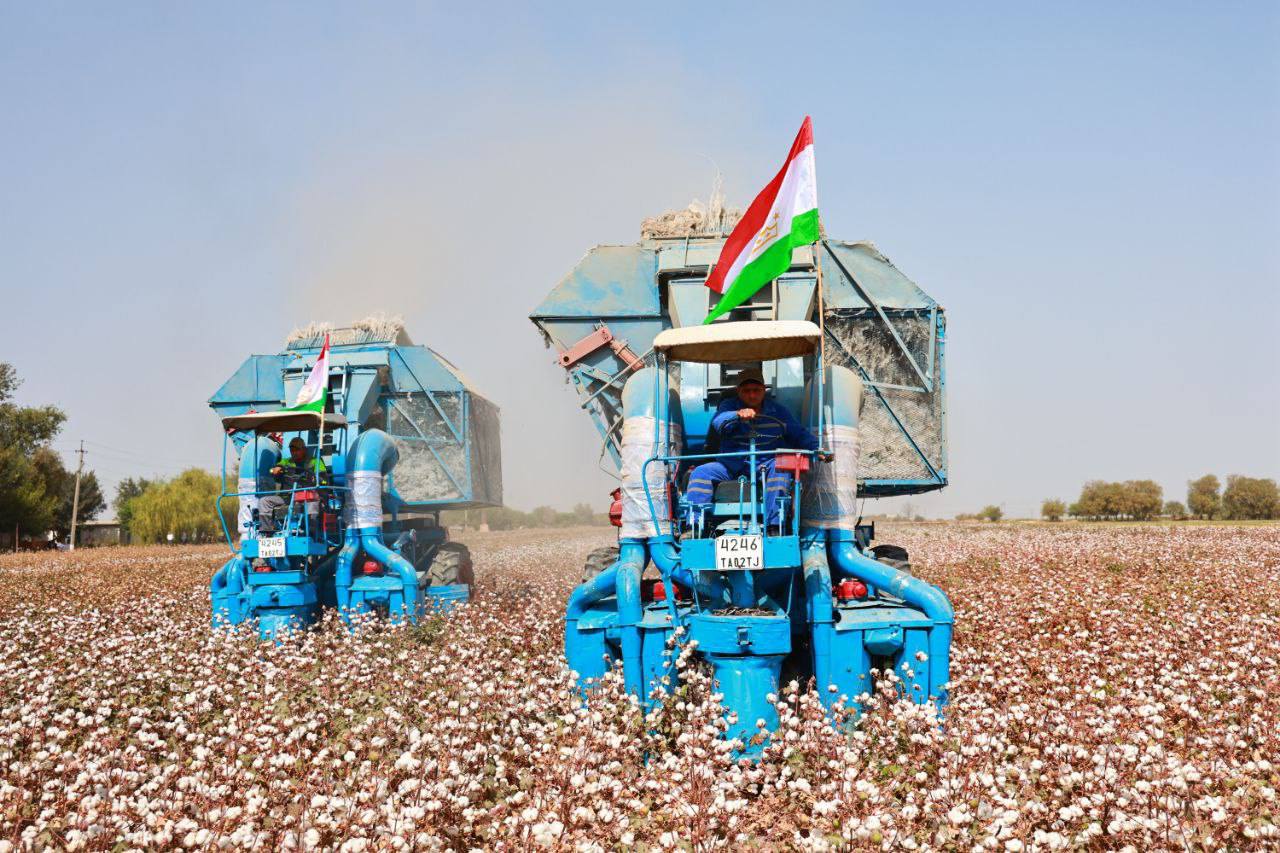 Sughd region harvested over 44.9 thousand tons of cotton