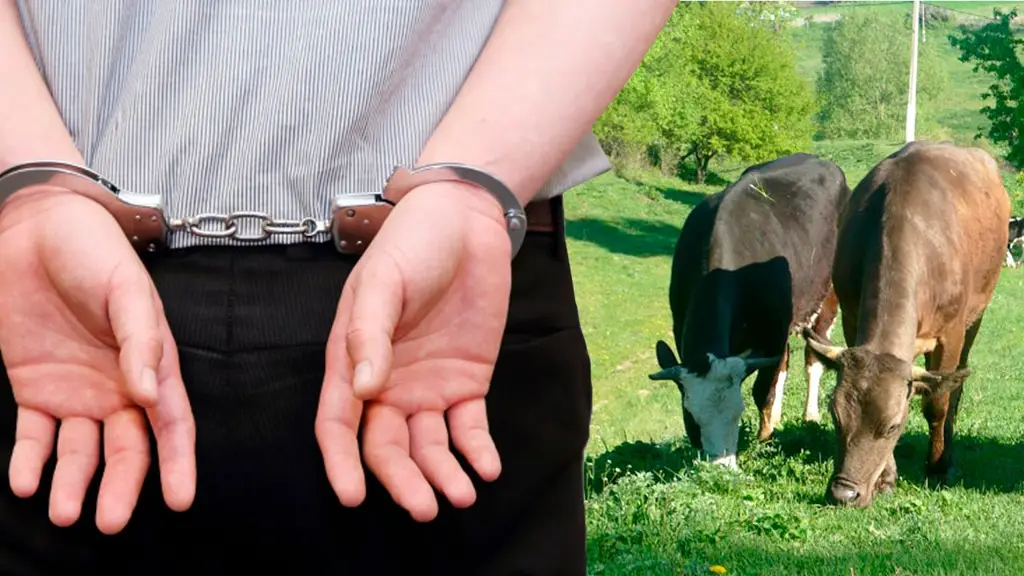 Cattle thefts uncovered in Vahdat
