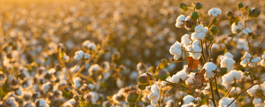 Cotton growers in Khatlon region plan to harvest over 254,000 tons of "white gold."