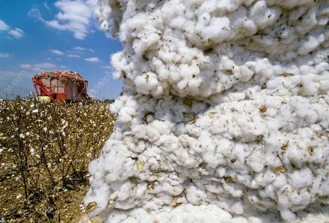A 470,000-somoni cotton scam has been uncovered in Kulyab.