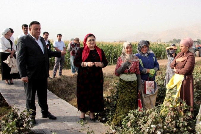 Cotton harvest has begun in Hisor
